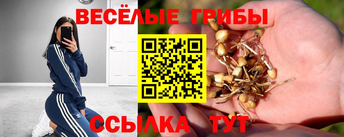 Псилоцибиновые грибы мицелий Минеральные Воды